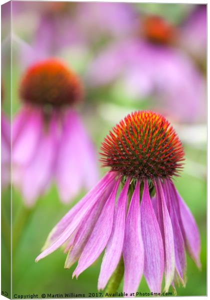 Echinacea cone flower Canvas Print by Martin Williams