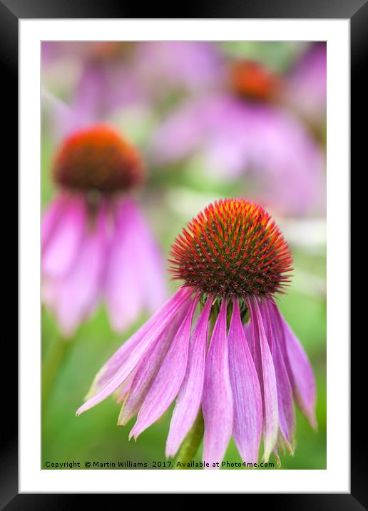 Echinacea cone flower Framed Mounted Print by Martin Williams
