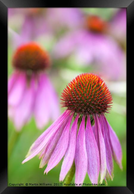 Echinacea cone flower Framed Print by Martin Williams