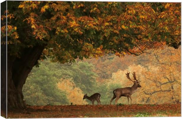Stag and Doe in Autumn Canvas Print by Chantal Cooper