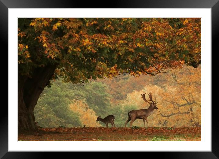 Stag and Doe in Autumn Framed Mounted Print by Chantal Cooper