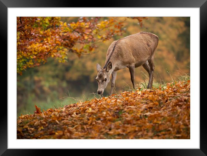 Fallow Doe Deer in Autumn Framed Mounted Print by Chantal Cooper