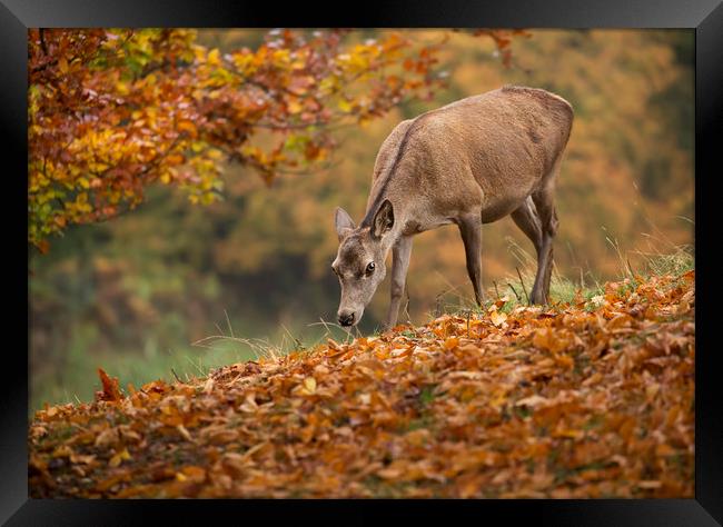 Fallow Doe Deer in Autumn Framed Print by Chantal Cooper