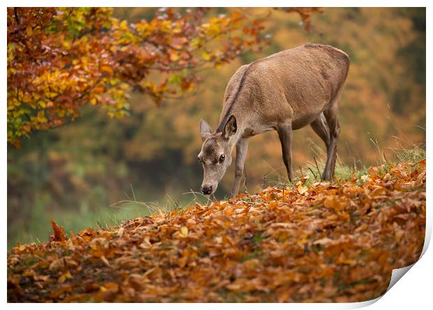 Fallow Doe Deer in Autumn Print by Chantal Cooper