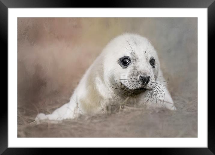 Day Old Seal Pup Framed Mounted Print by Chantal Cooper