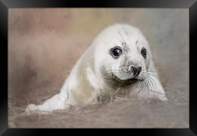 Day Old Seal Pup Framed Print by Chantal Cooper