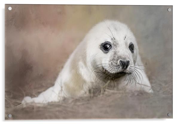 Day Old Seal Pup Acrylic by Chantal Cooper