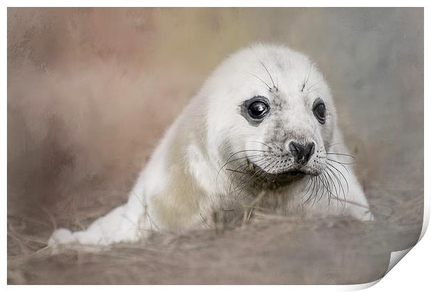 Day Old Seal Pup Print by Chantal Cooper