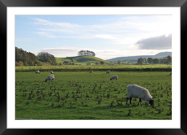 Sheep Grazing in Yorkshire Framed Mounted Print by Madeline Harris