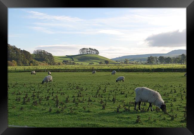 Sheep Grazing in Yorkshire Framed Print by Madeline Harris