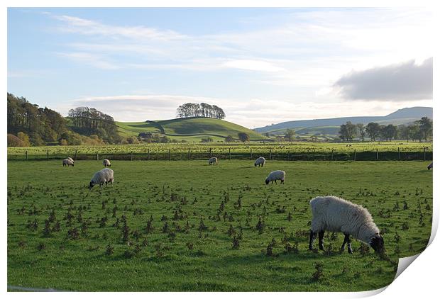 Sheep Grazing in Yorkshire Print by Madeline Harris