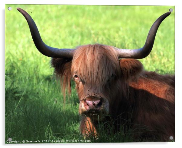 Bull Horns Acrylic by Graeme B