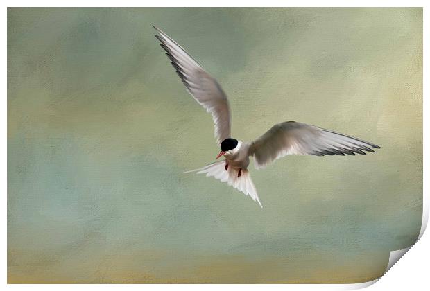 Arctic Tern in Flight Print by Chantal Cooper