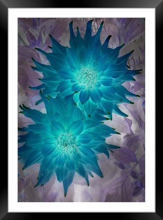 "Blue" Dahlia Framed Mounted Print by Erin Hayes
