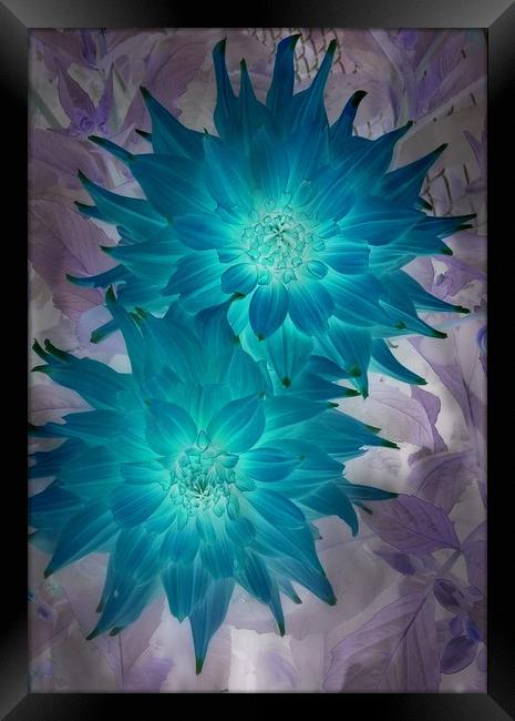 "Blue" Dahlia Framed Print by Erin Hayes