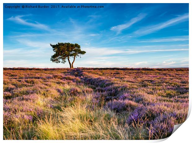 Sunset Over The Lonely Tree At Egton Print by Richard Burdon