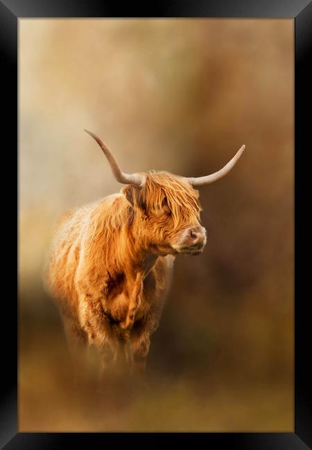 Highland Cattle coming out of the mist Framed Print by Chantal Cooper