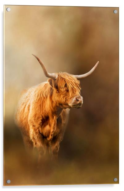 Highland Cattle coming out of the mist Acrylic by Chantal Cooper
