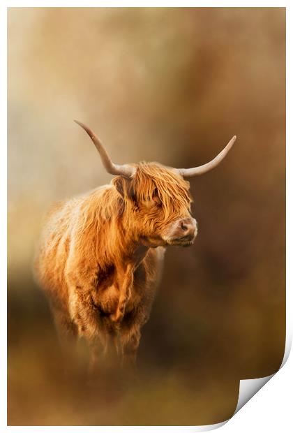 Highland Cattle coming out of the mist Print by Chantal Cooper