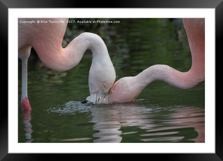 Feeding flamingos Framed Mounted Print by Alan Tunnicliffe
