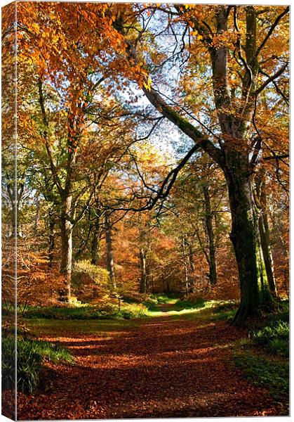 Autumn in Cawdor Woods Canvas Print by Jacqi Elmslie