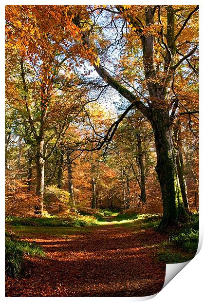 Autumn in Cawdor Woods Print by Jacqi Elmslie