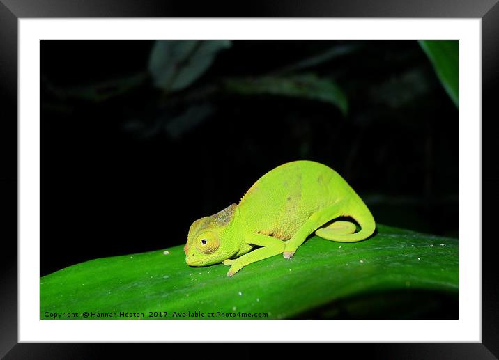 Chameleon of the night Framed Mounted Print by Hannah Hopton