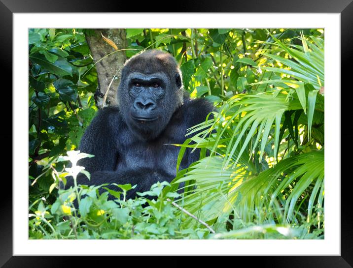 Gorillas in the mist Framed Mounted Print by mark humpage