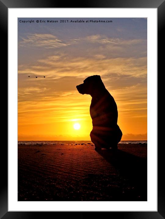Bruno,At,Sunrise Framed Mounted Print by Eric Watson