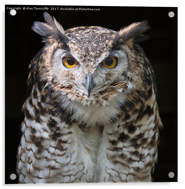 MacKinders eagle owl Acrylic by Alan Tunnicliffe