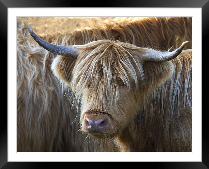 Face to Face With a Horny Cow Framed Mounted Print by Mike Gorton