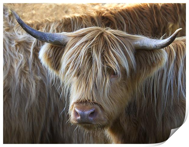 Face to Face With a Horny Cow Print by Mike Gorton