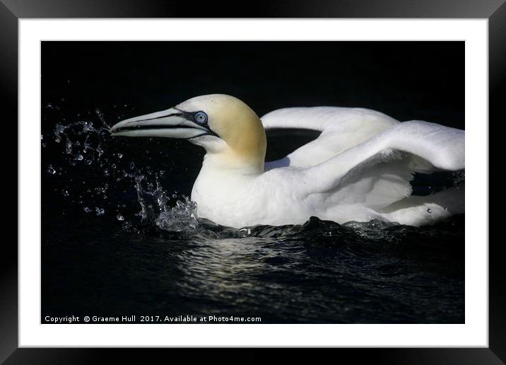 Gannet all at Sea Framed Mounted Print by Graeme Hull