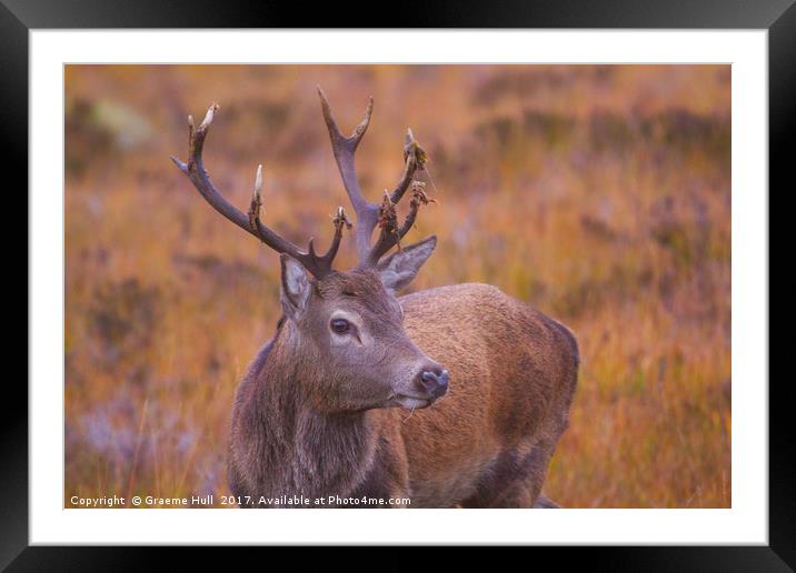 Red Deer Stag Framed Mounted Print by Graeme Hull