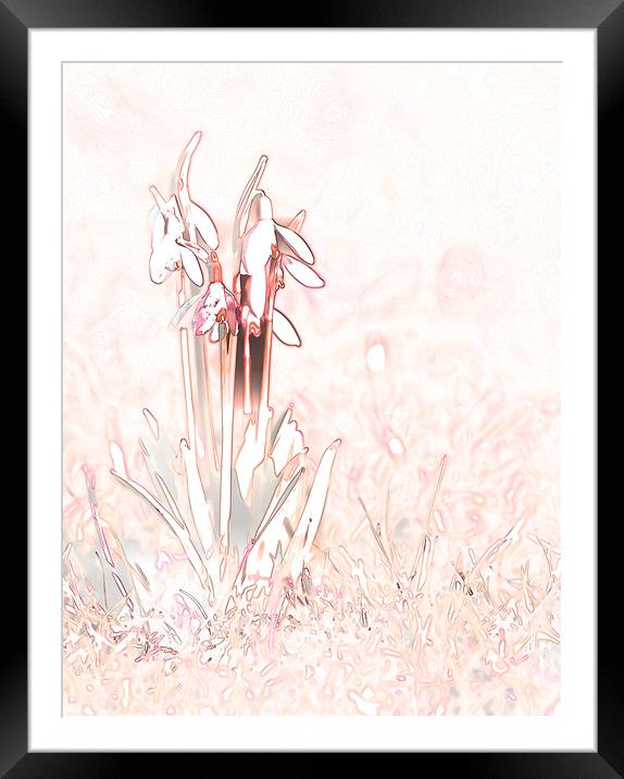 Snowdrop Sketch in Pink Framed Mounted Print by Chantal Cooper