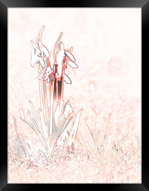 Snowdrop Sketch in Pink Framed Print by Chantal Cooper