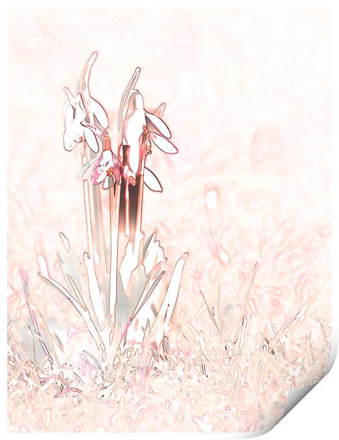 Snowdrop Sketch in Pink Print by Chantal Cooper