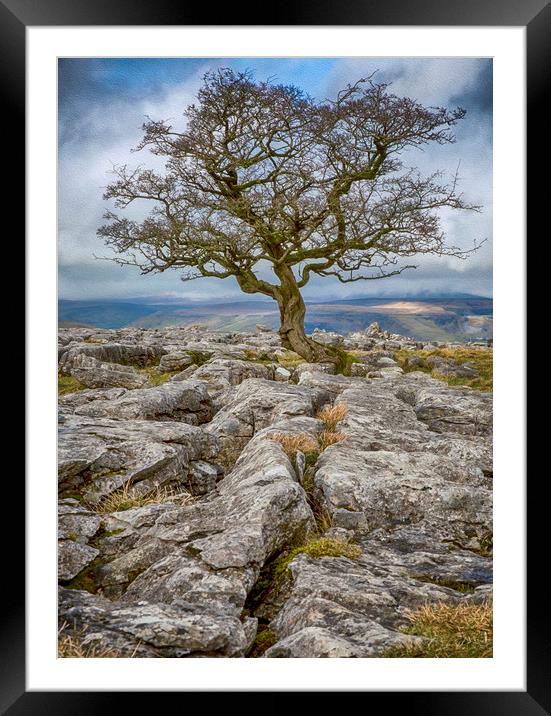 Lone Tree growing amongst Limestone Rocks Framed Mounted Print by Chantal Cooper