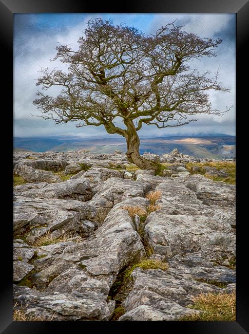 Lone Tree growing amongst Limestone Rocks Framed Print by Chantal Cooper