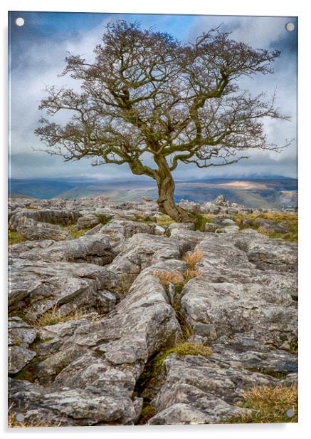 Lone Tree growing amongst Limestone Rocks Acrylic by Chantal Cooper