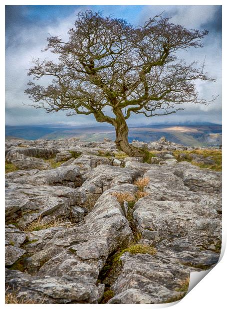 Lone Tree growing amongst Limestone Rocks Print by Chantal Cooper