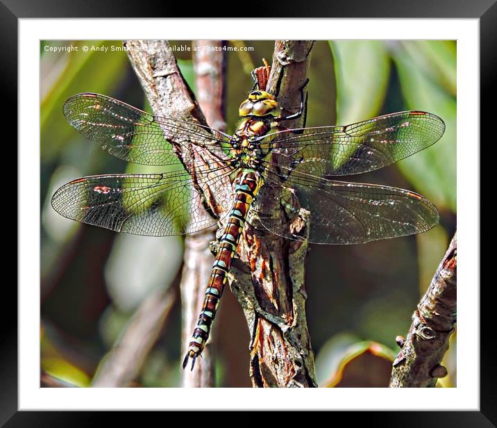 dragon fly           Framed Mounted Print by Andy Smith