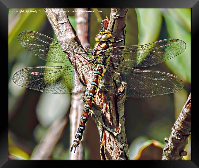 dragon fly           Framed Print by Andy Smith