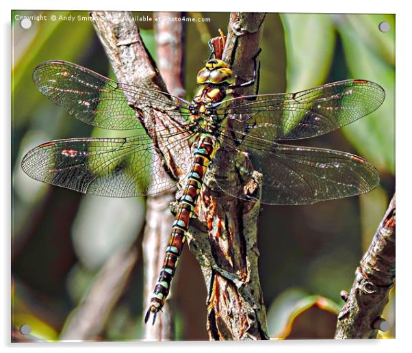 dragon fly           Acrylic by Andy Smith