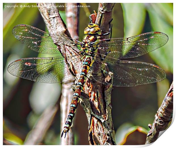 dragon fly           Print by Andy Smith