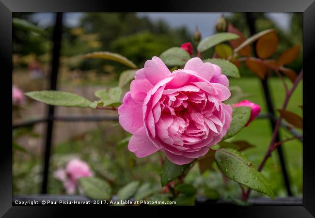 Pink Rose with water droplets Framed Print by Paul Piciu-Horvat