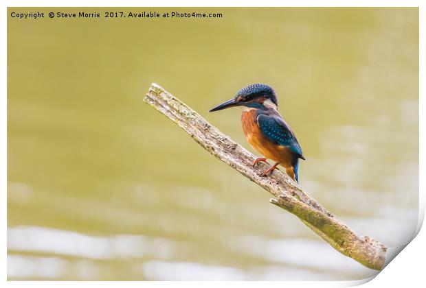 Kingfisher Print by Steve Morris
