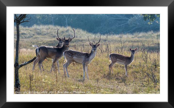 group of fallow deer  Framed Mounted Print by Chris Willemsen