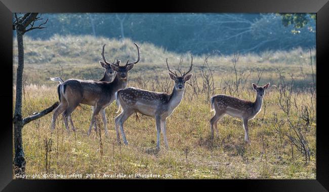 group of fallow deer  Framed Print by Chris Willemsen
