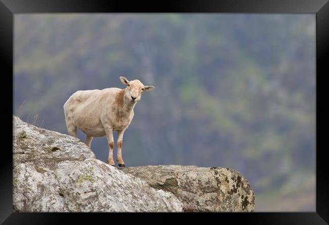 Living on the Edge Framed Print by Rory Trappe